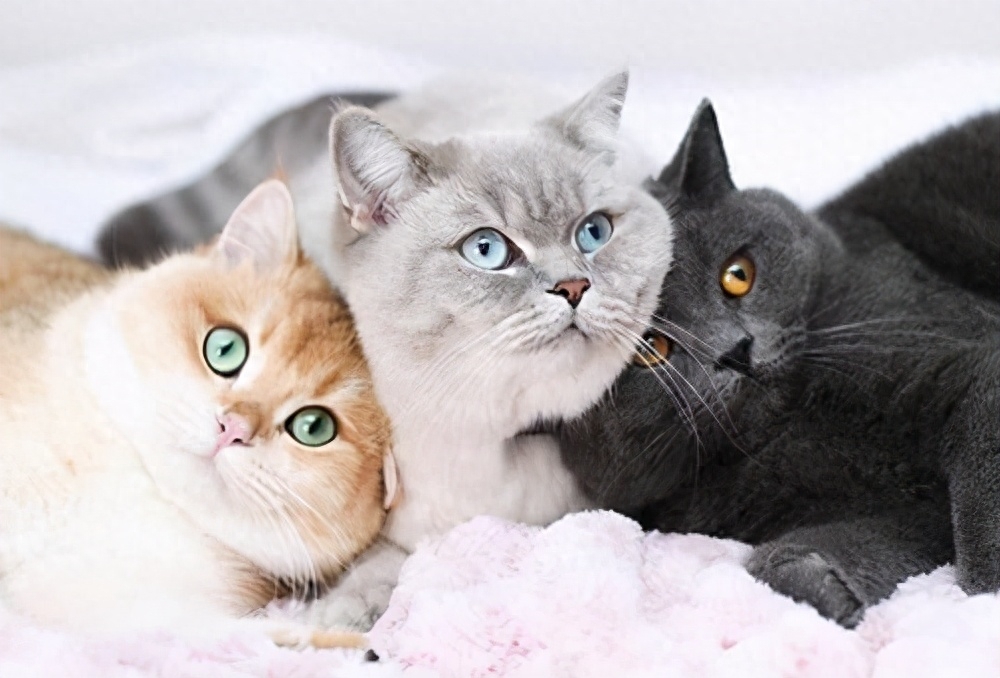 养过“英短”的主人都说好！全凭这几大优点(图3)