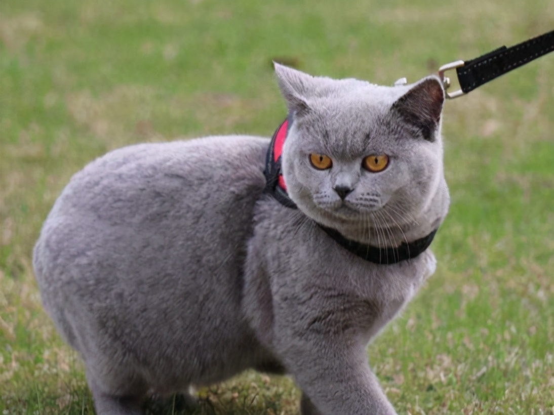 养过“英短”的主人都说好！全凭这几大优点(图4)