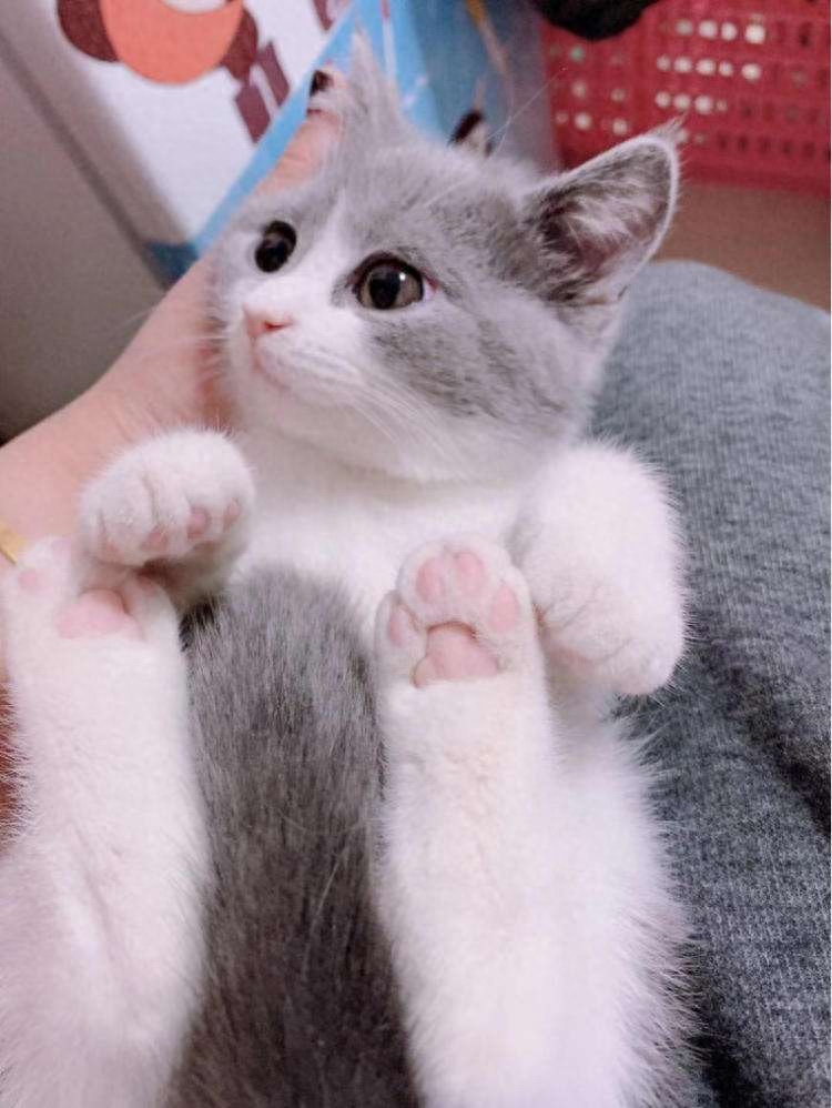 养过“英短”的主人都说好！全凭这几大优点(图5)