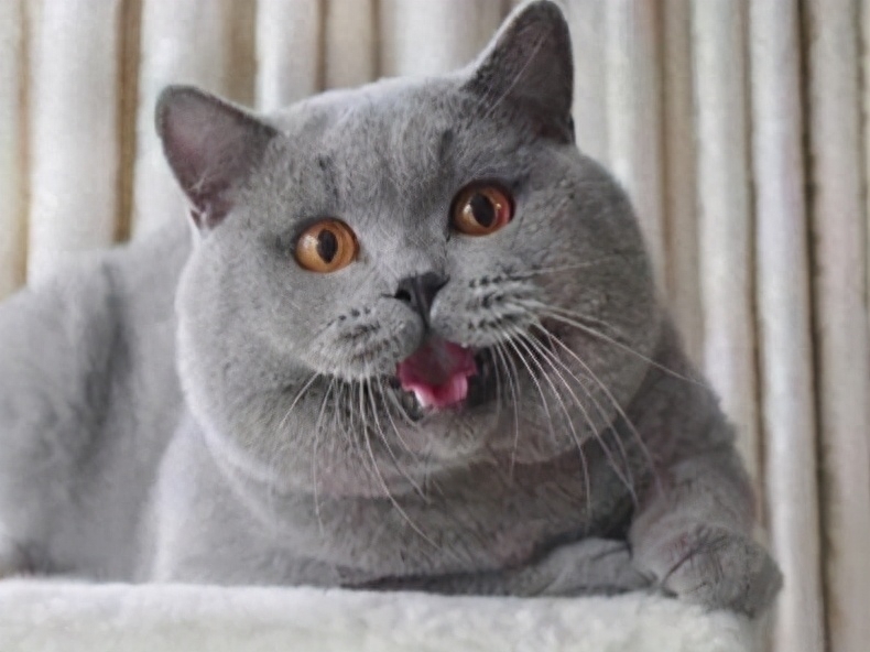 养过“英短”的主人都说好！全凭这几大优点(图6)