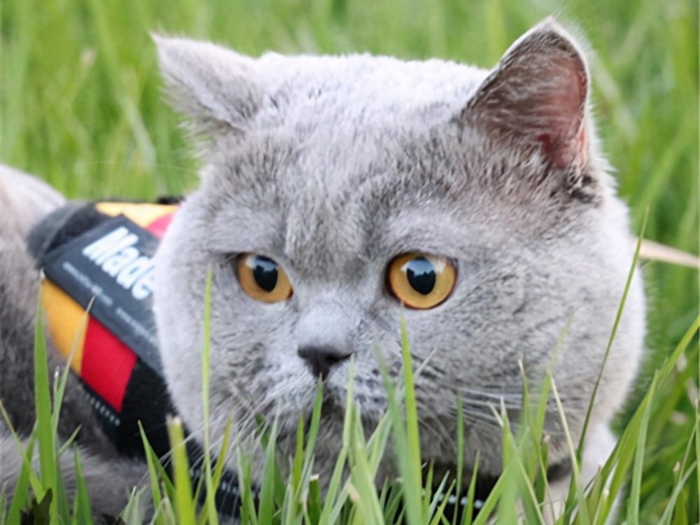 养过“英短”的主人都说好！全凭这几大优点(图7)