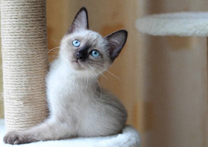 主子是否常常对着你叽叽歪歪的？不同品种的猫咪，语言天赋也不同(图5)