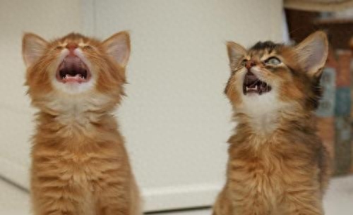 猫咪哭了，怎么向猫咪道歉(图1)