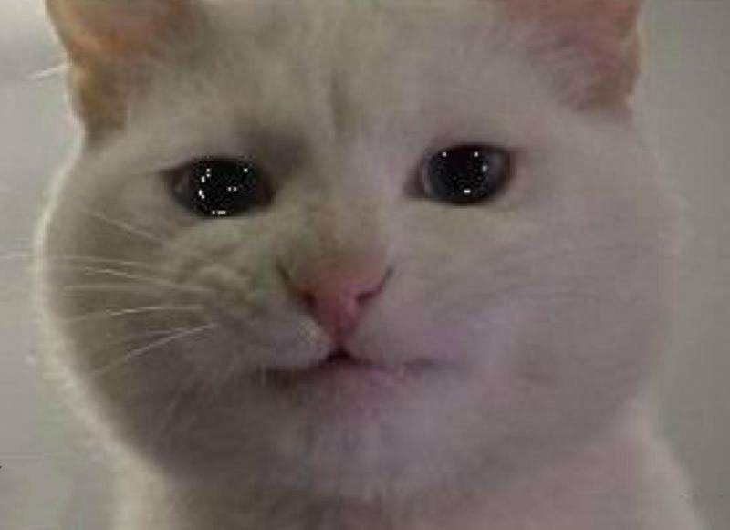 猫咪哭了，怎么向猫咪道歉(图2)