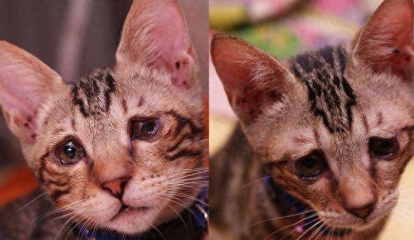 猫咪哭了，怎么向猫咪道歉(图6)