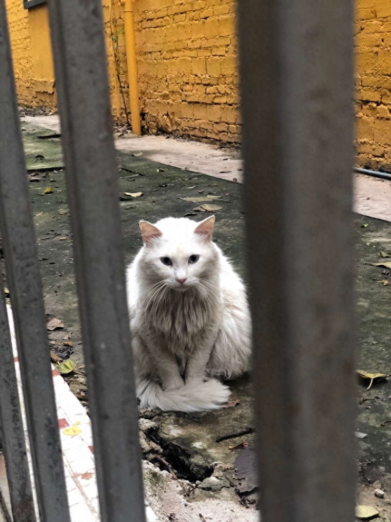 “你好！喵星人”(图1)