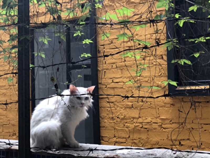 “你好！喵星人”(图2)