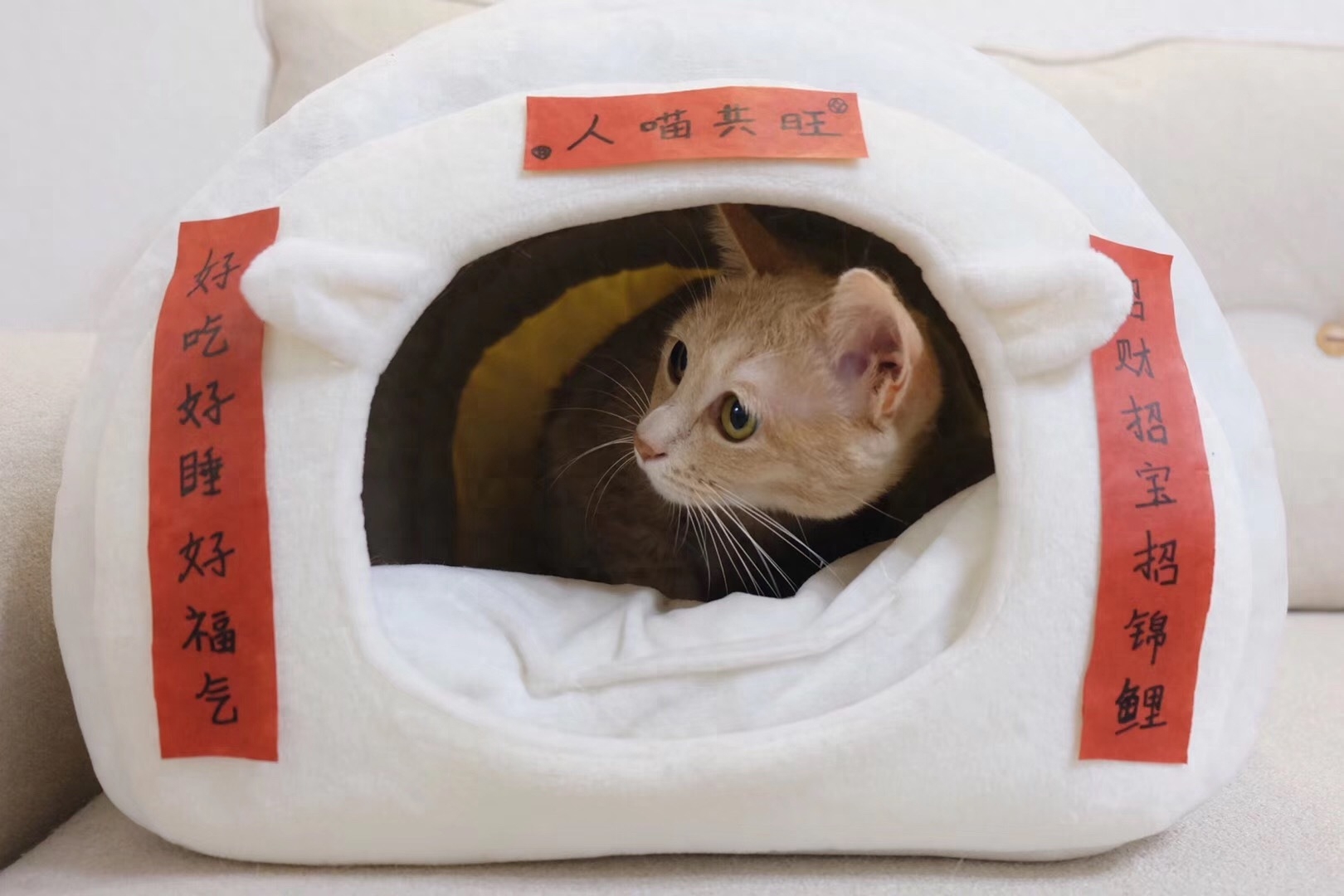 “你好！喵星人”(图3)