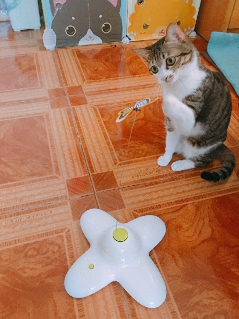 “你好!喵星人”(图4) “你好!喵星人”(图4)