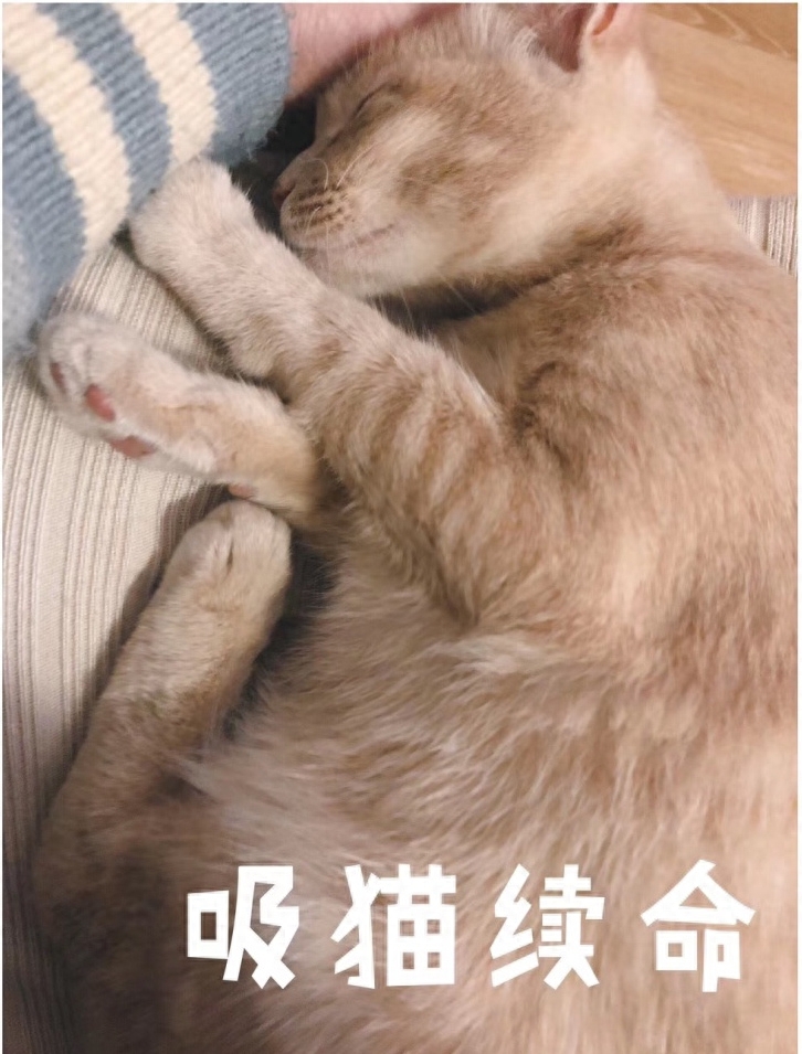 “你好!喵星人”(图5) “你好!喵星人”(图5)