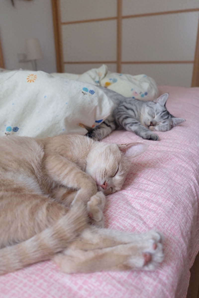 “你好！喵星人”(图6)