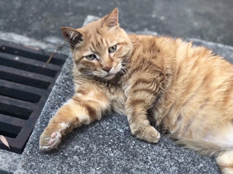 “你好！喵星人”(图7)