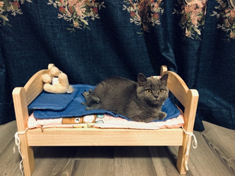 “你好！喵星人”(图8)