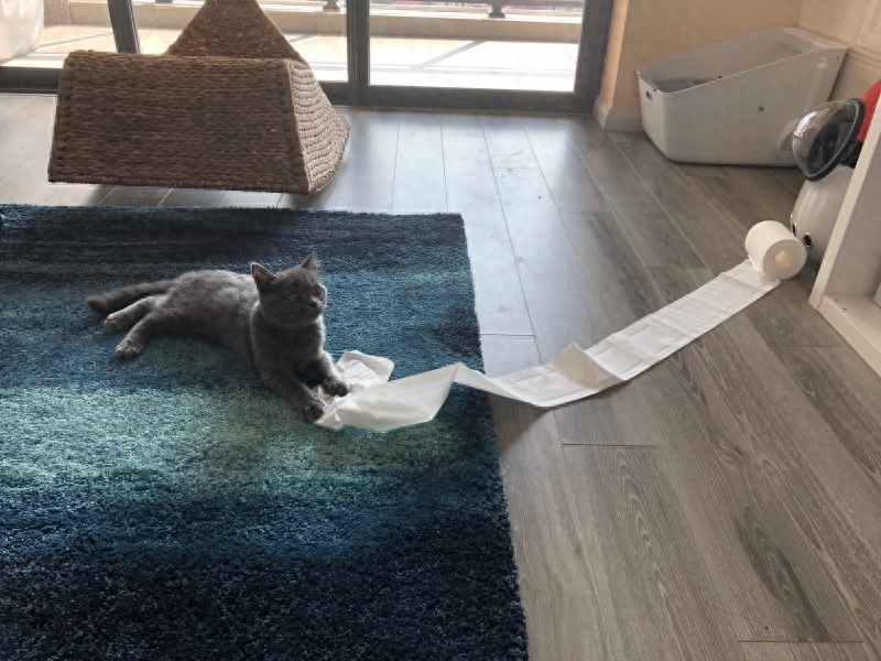 “你好!喵星人”(图9) “你好!喵星人”(图9)