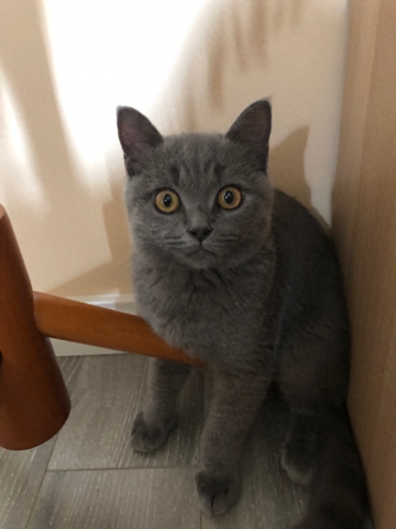 “你好!喵星人”(图10) “你好!喵星人”(图10)