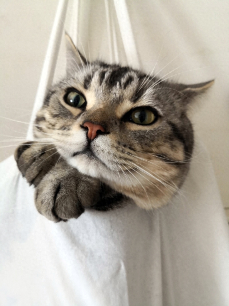 “你好！喵星人”(图13)