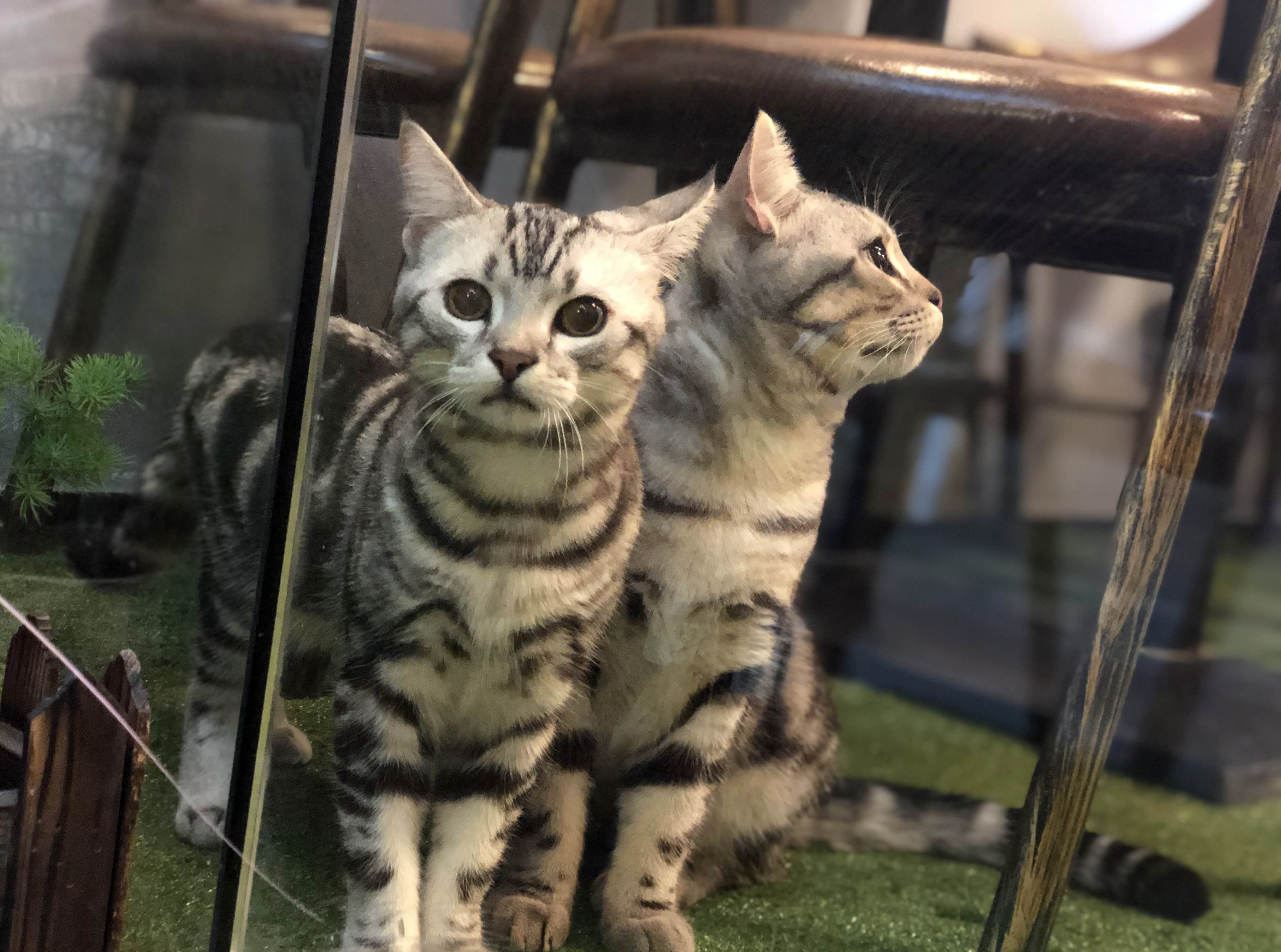 “你好！喵星人”(图14)