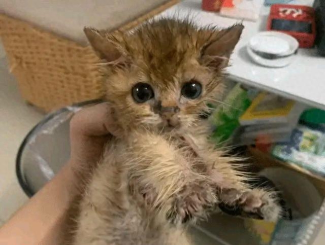 路边捡了只脏脏小猫，洗干净后竟大变样：恭喜您喜提金渐层一只(图1)