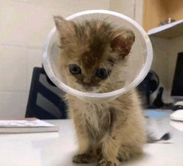 路边捡了只脏脏小猫，洗干净后竟大变样：恭喜您喜提金渐层一只(图2)