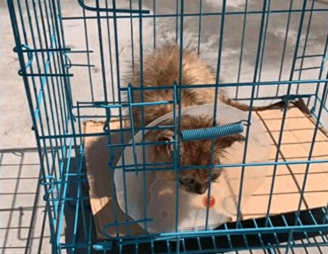 路边捡了只脏脏小猫，洗干净后竟大变样：恭喜您喜提金渐层一只(图4)