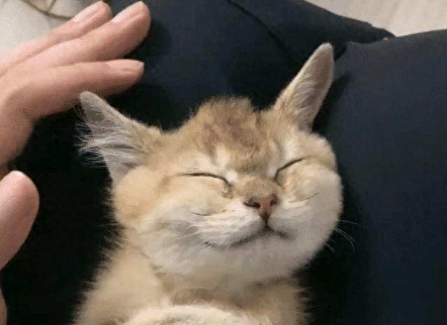 路边捡了只脏脏小猫，洗干净后竟大变样：恭喜您喜提金渐层一只(图5)