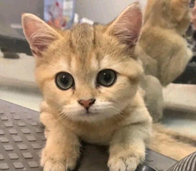 路边捡了只脏脏小猫，洗干净后竟大变样：恭喜您喜提金渐层一只(图6)