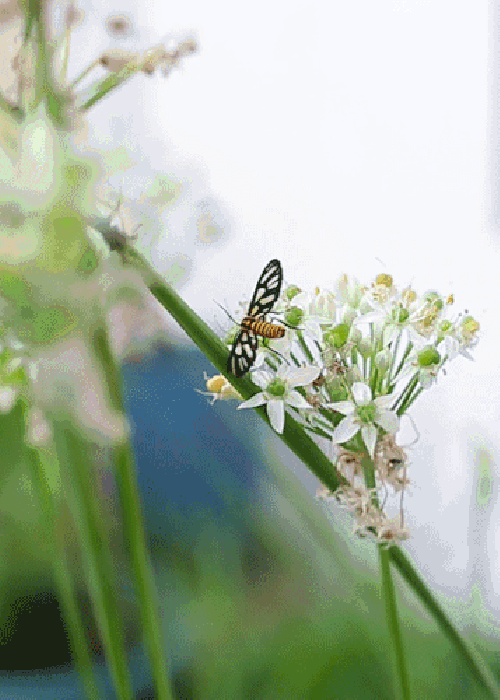 清明时节｜10句走心文案，寄哀思念故人(图1)