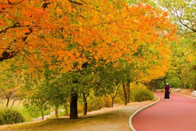 时光流转，念念不忘(图1)