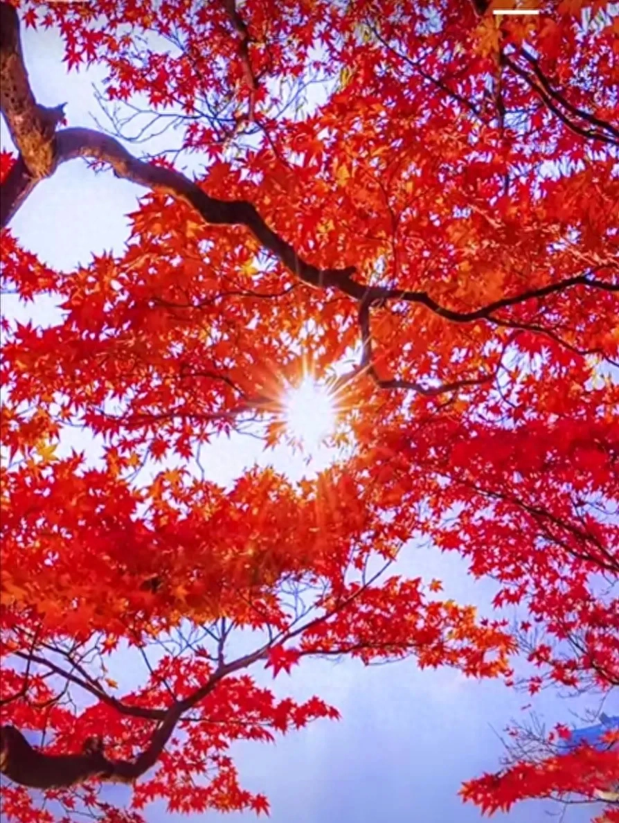 心之所向，便是阳光，无所畏惧，便是远方(图3)