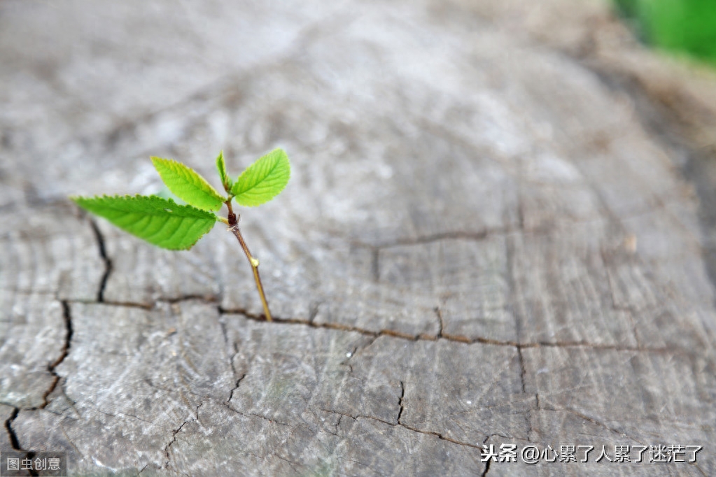 最新人生感悟的经典好句子，不和别人比较，不和自己计较(图2)