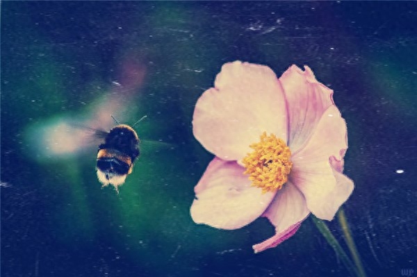 致拼搏路上自己的小句子，句句正能量(图1)