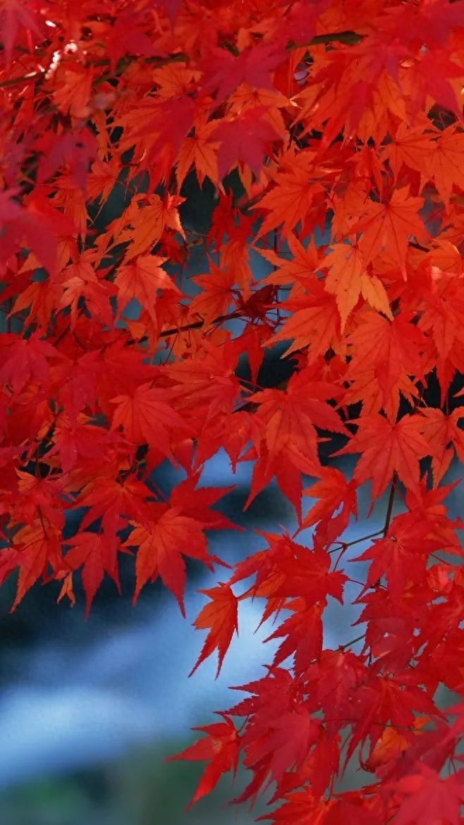 「诗词鉴赏」十五首红叶的诗词，醉美红叶，寄给思念的你(图3)