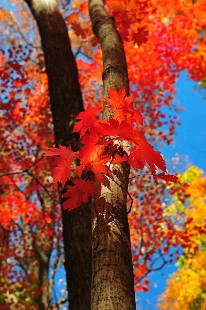 「诗词鉴赏」十五首红叶的诗词，醉美红叶，寄给思念的你(图5)