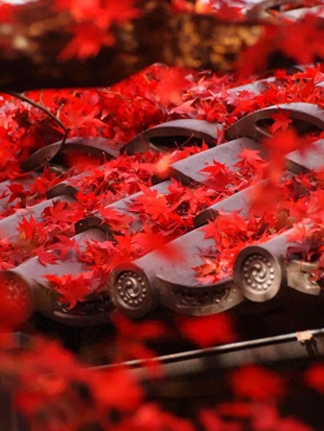 「诗词鉴赏」十五首红叶的诗词，醉美红叶，寄给思念的你(图9)