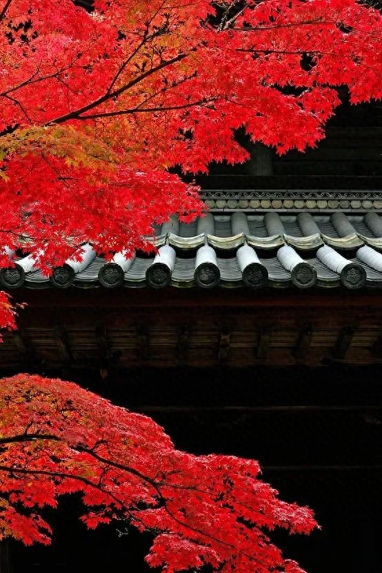 「诗词鉴赏」十五首红叶的诗词，醉美红叶，寄给思念的你(图13)