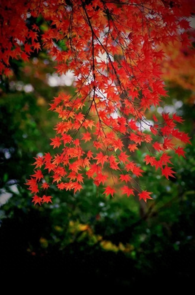「诗词鉴赏」十五首红叶的诗词，醉美红叶，寄给思念的你(图17)