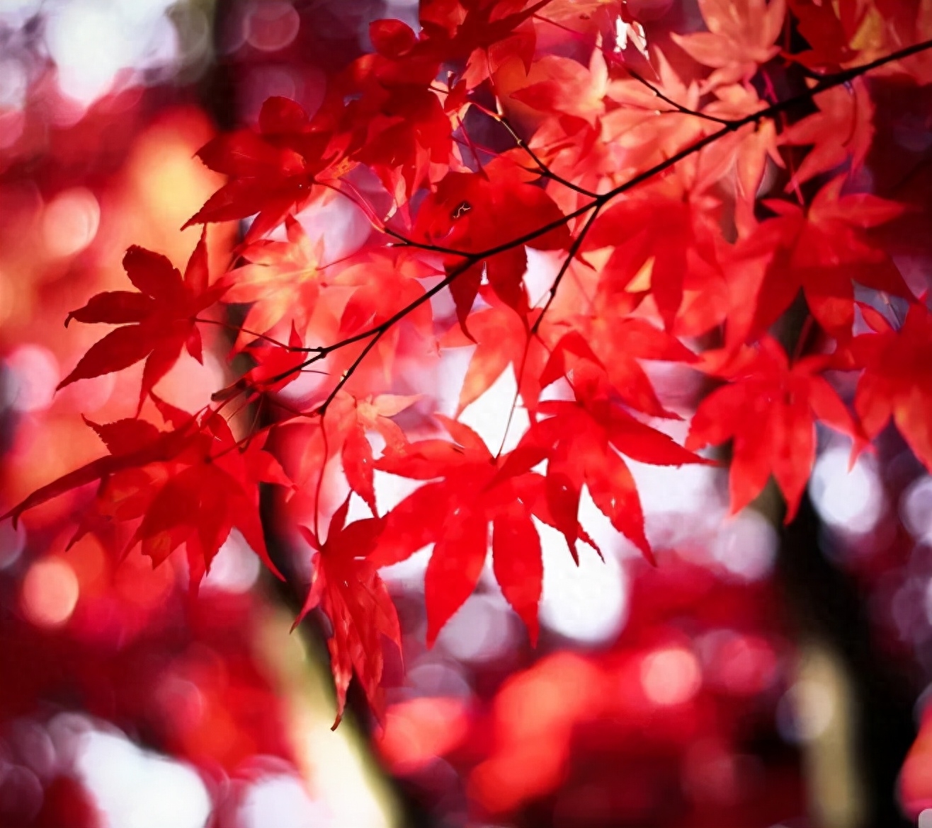 「诗词鉴赏」十五首红叶的诗词，醉美红叶，寄给思念的你(图23)