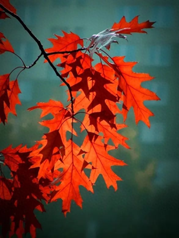 「诗词鉴赏」十五首红叶的诗词，醉美红叶，寄给思念的你(图25)