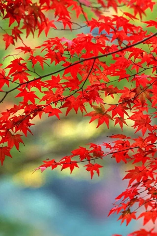 「诗词鉴赏」十五首红叶的诗词，醉美红叶，寄给思念的你(图29)