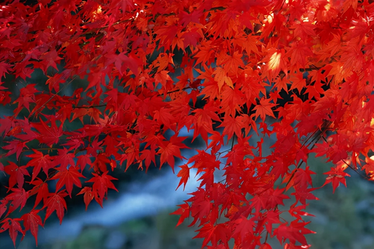 「诗词鉴赏」十五首红叶的诗词，醉美红叶，寄给思念的你(图31)