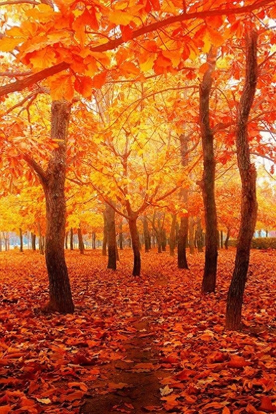 「诗词鉴赏」十五首红叶的诗词，醉美红叶，寄给思念的你(图33)