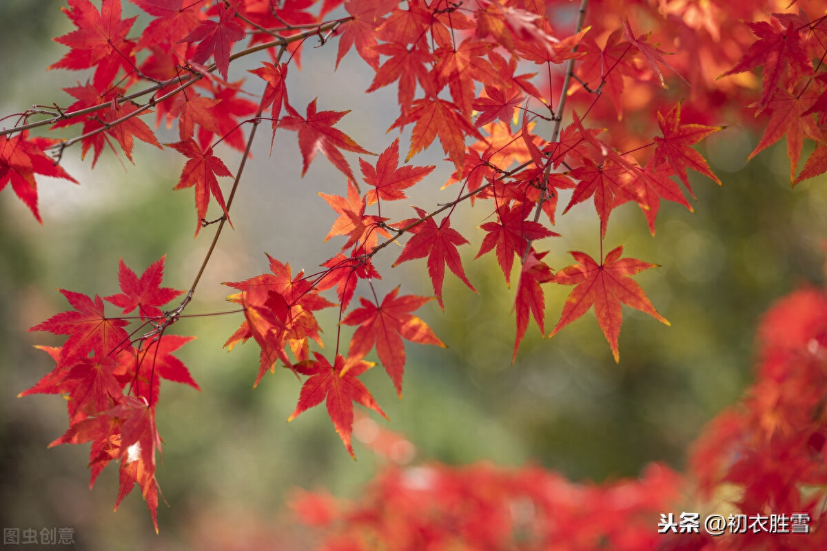 古诗中的枫树：相思枫叶丹，以水为纸，写就情书(图1)