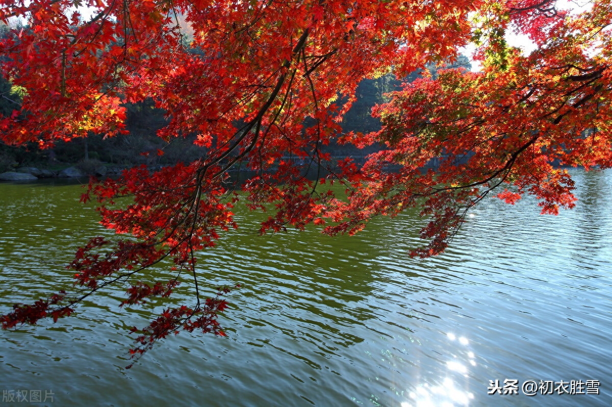 古诗中的枫树：相思枫叶丹，以水为纸，写就情书(图2)