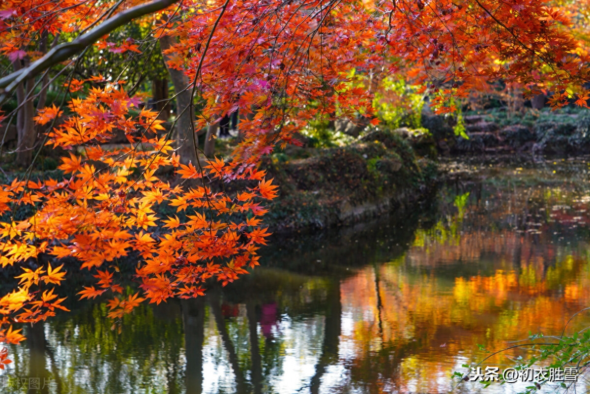 古诗中的枫树：相思枫叶丹，以水为纸，写就情书(图4)
