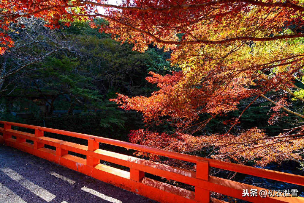 古诗中的枫树：相思枫叶丹，以水为纸，写就情书(图5)