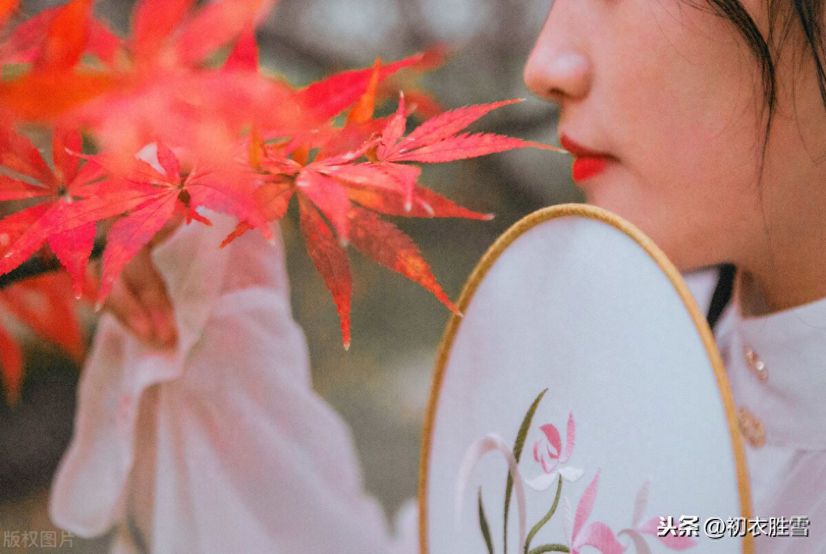 古诗中的枫树：相思枫叶丹，以水为纸，写就情书(图6)