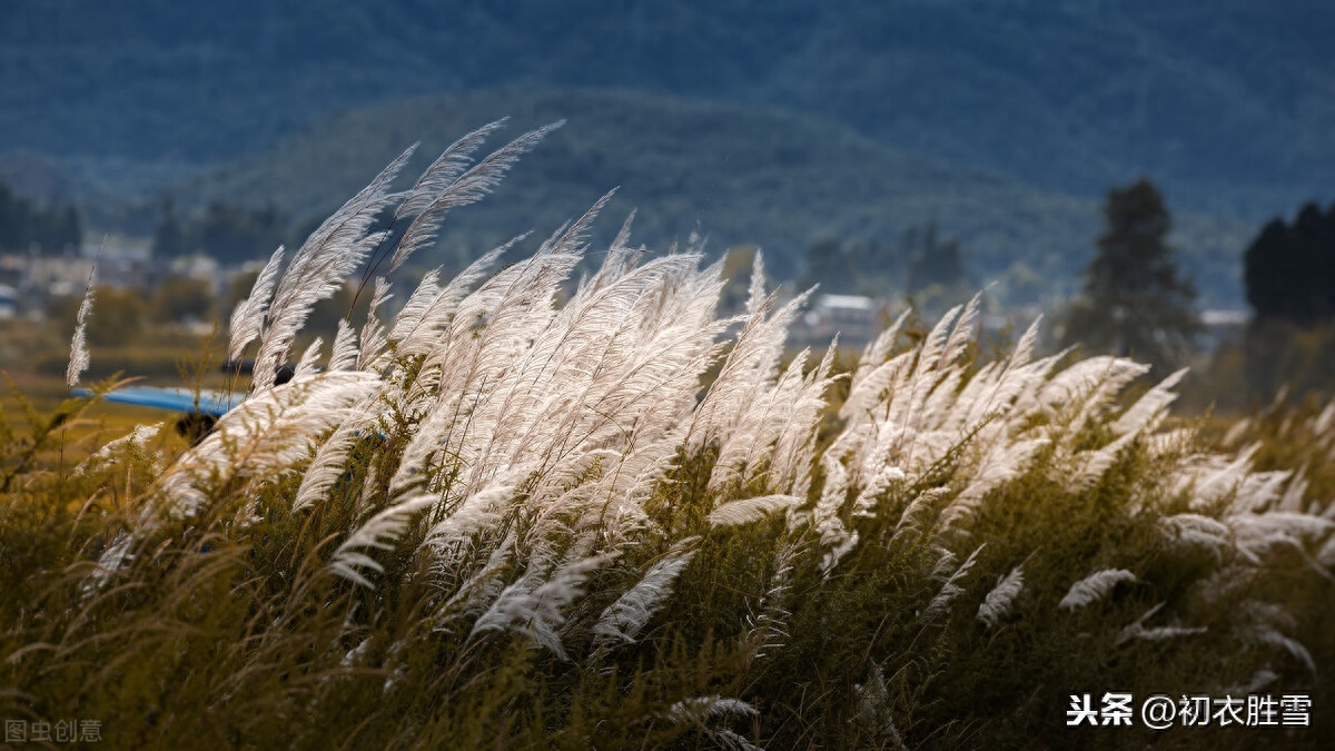 枫叶芦花诗词八首，赏读唐诗宋词里的，枫叶红与芦花白(图7)
