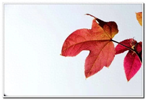 枫叶红，飘零寂寞秋。思念深，如江水无边愁。(图1)