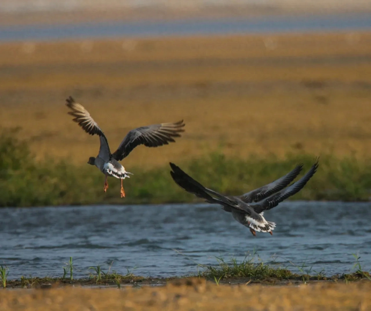 枫叶红，飘零寂寞秋。思念深，如江水无边愁。(图2)