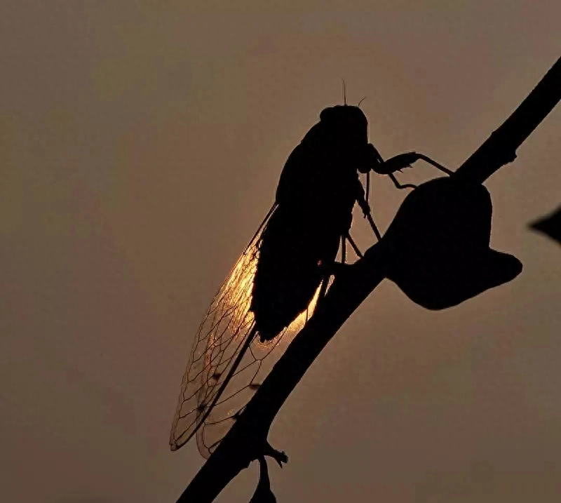 枫叶红，飘零寂寞秋。思念深，如江水无边愁。(图3)